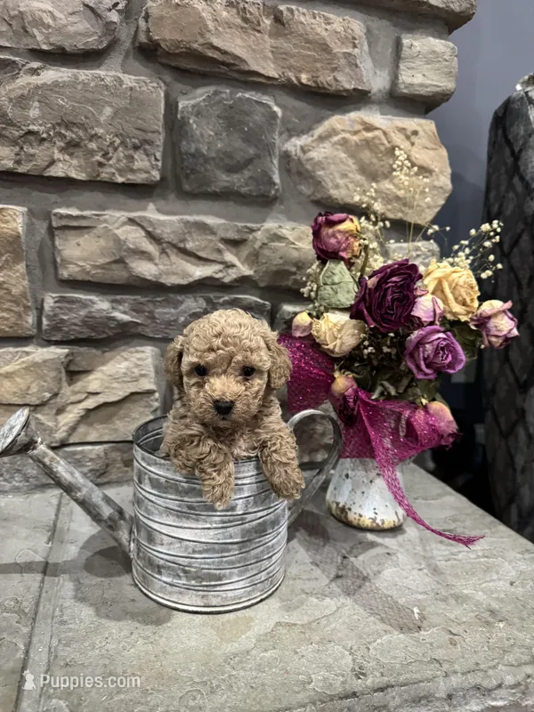 Teddy, a male Poodle - Miniature  for sale in Maynardville, TN – Photo 1 of 1