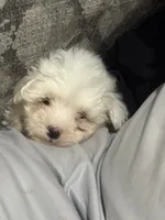 Jasper, a male Maltese for sale in Maynardville, TN – 3 of 3