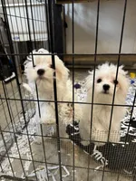 Bindie, a female Maltese for sale in Maynardville, TN – 2 of 5