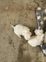 Ice bear, a  Maltese for sale in Maynardville, TN – Photo 5 of 8