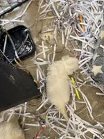 Ice bear, a  Maltese for sale in Maynardville, TN – Photo 8 of 8