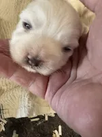 Ice bear, a  Maltese for sale in Maynardville, TN – Photo 2 of 8