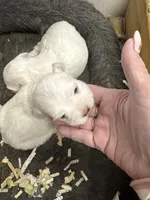 Ice bear, a  Maltese for sale in Maynardville, TN – Photo 3 of 8