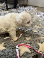 Ice bear, a  Maltese for sale in Maynardville, TN – Photo 7 of 8