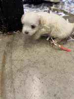 Ice bear, a  Maltese for sale in Maynardville, TN – Photo 4 of 8