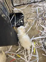 Ice bear, a  Maltese for sale in Maynardville, TN – Photo 6 of 8
