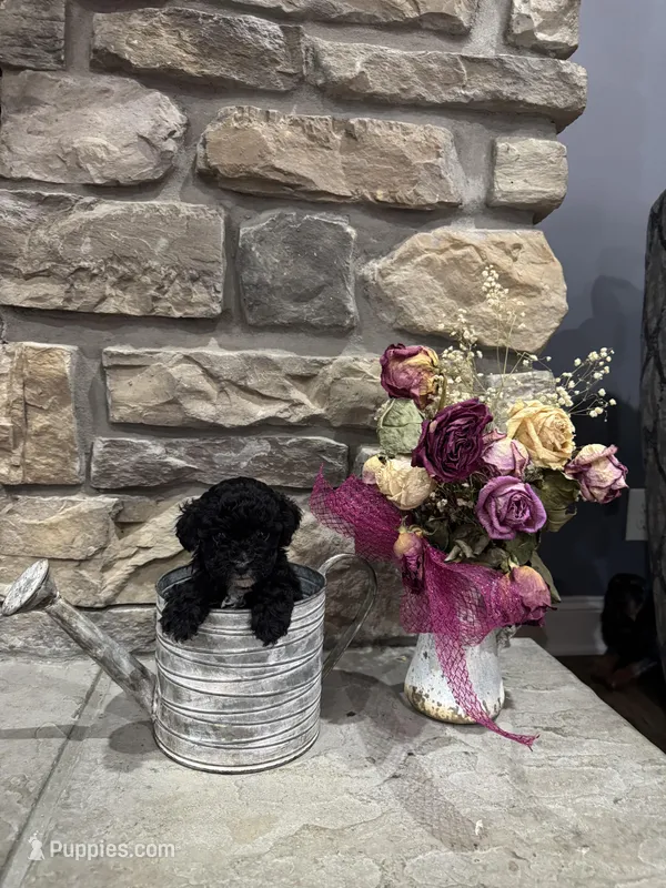 Shadow, a male Poodle - Miniature  for sale in Maynardville, TN – Photo 1 of 1
