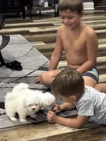 Casper, a male Maltese for sale in Maynardville, TN – 3 of 3