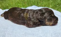 Billy, a female Miniature Schnauzer for sale in Lucedale, MS – 3 of 3