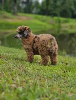 May, a female Poodle - Miniature  for sale in Lucedale, MS – 2 of 2