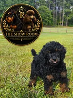 Jenny, a female Poodle - Toy  for sale in Lucedale, MS – 2 of 3