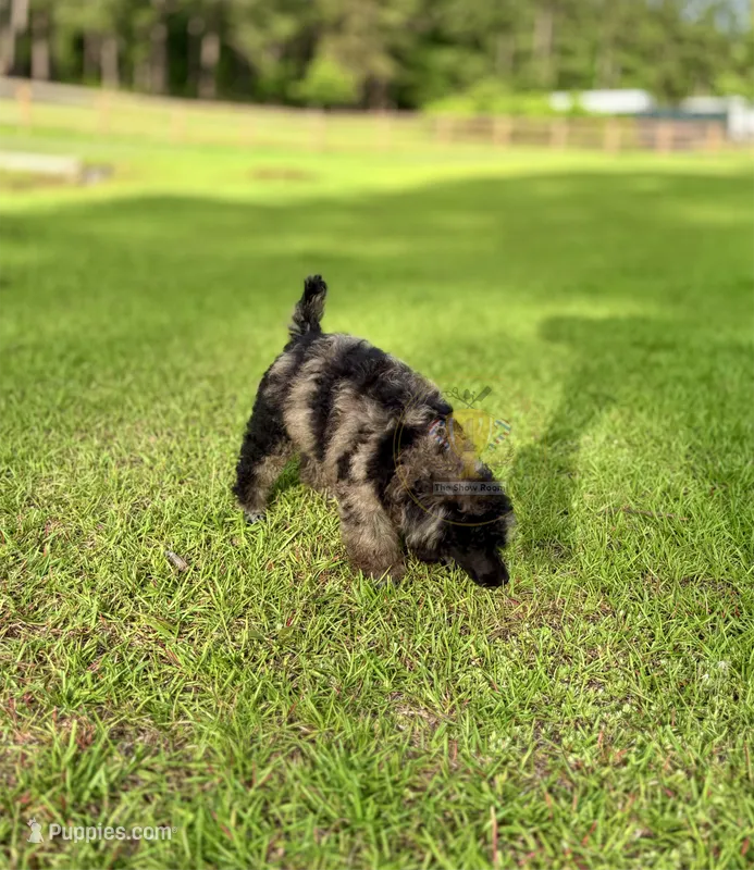 Bud – Poodle - Miniature  puppy for sale in Lucedale, MS