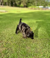 Bud, a male Poodle - Miniature  for sale in Lucedale, MS – 1 of 4