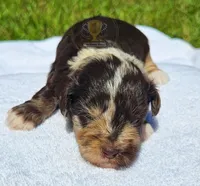 Spec, a male Miniature Schnauzer for sale in Lucedale, MS – 4 of 5