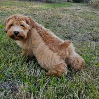 Joey, a male Miniature Schnauzer for sale in Lucedale, MS – 1 of 4