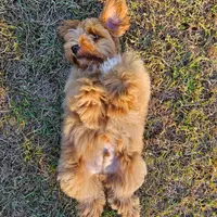 Joey, a male Miniature Schnauzer for sale in Lucedale, MS – 4 of 4