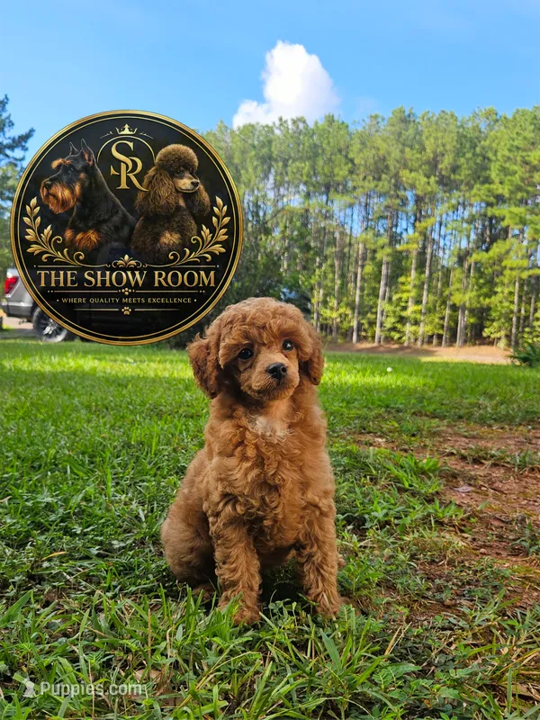 Penny – Poodle - Miniature  puppy for sale in Lucedale, MS