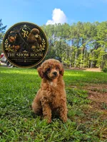 Penny, a female Poodle - Miniature  for sale in Lucedale, MS – 1 of 1