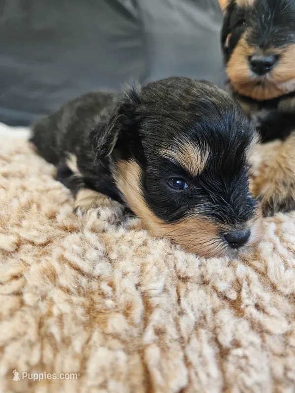 Lenny – Miniature Schnauzer puppy for sale in Lucedale, MS