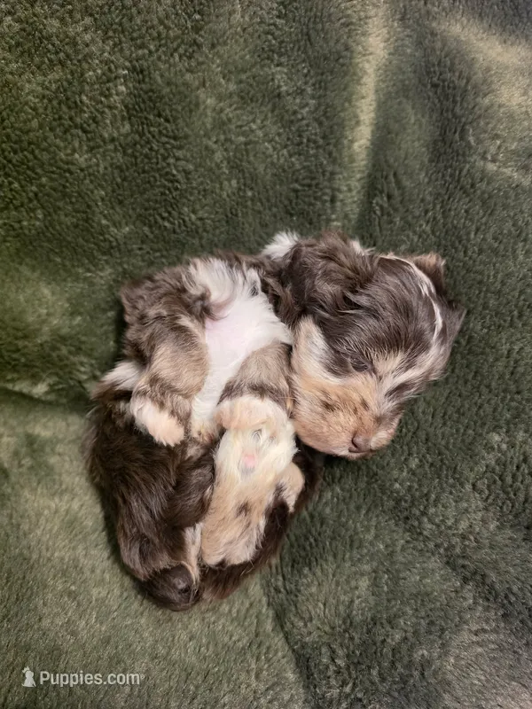 Spec – Miniature Schnauzer puppy for sale in Lucedale, MS