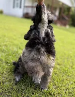 Bud, a male Poodle - Miniature  for sale in Lucedale, MS – 2 of 4