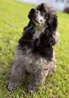 Bud, a male Poodle - Miniature  for sale in Lucedale, MS – 4 of 4