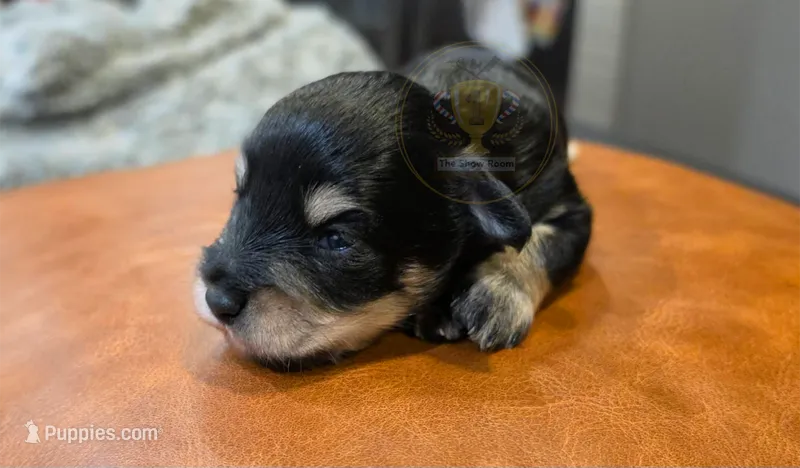 Bud – Miniature Schnauzer puppy for sale in Lucedale, MS