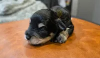 Bud, a male Miniature Schnauzer for sale in Lucedale, MS – 1 of 3