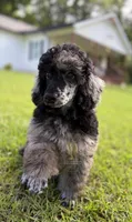 Bud, a male Poodle - Miniature  for sale in Lucedale, MS – 3 of 4