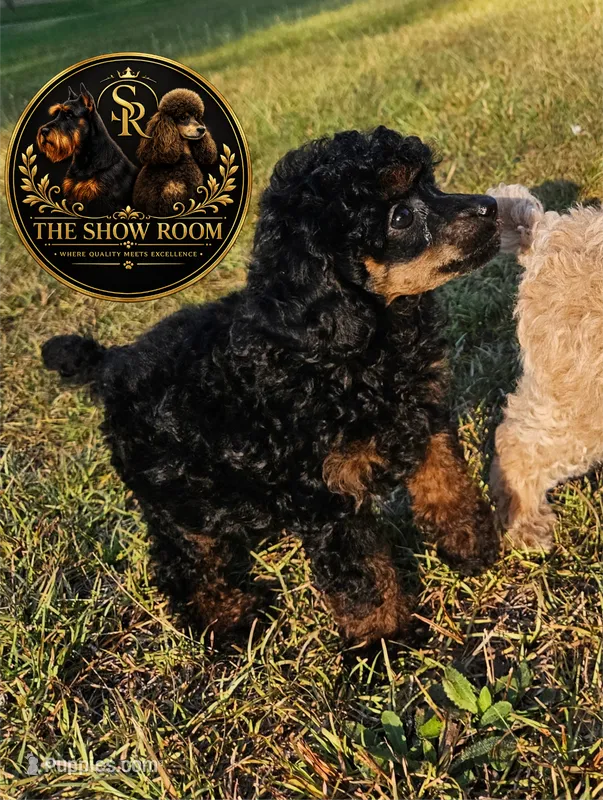 Jenny – Poodle - Toy  puppy for sale in Lucedale, MS