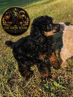 Jenny, a female Poodle - Toy  for sale in Lucedale, MS – 1 of 3
