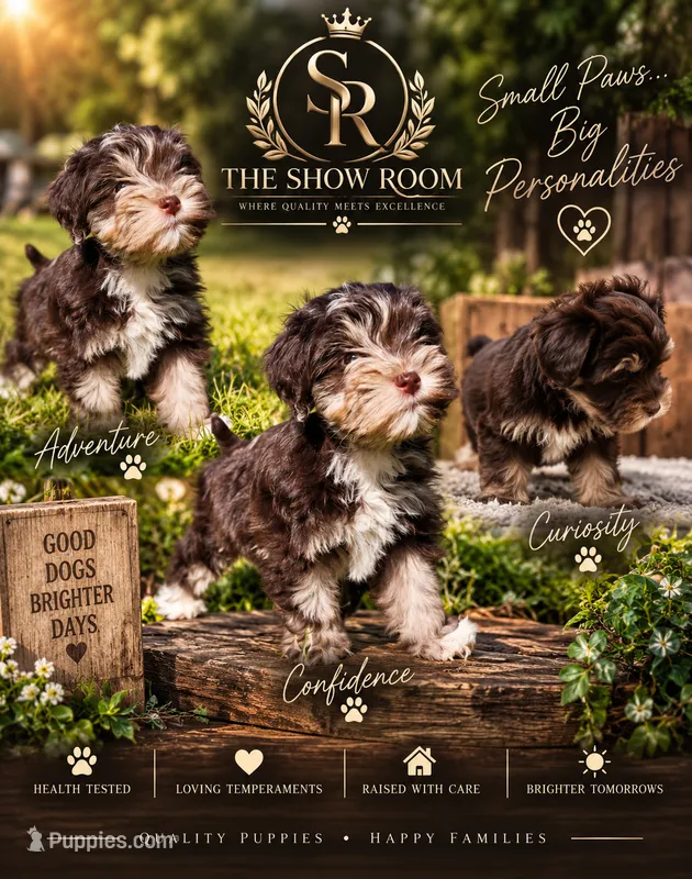 Spec – Miniature Schnauzer puppy for sale in Lucedale, MS