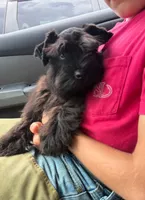 Billy, a male Miniature Schnauzer for sale in Lucedale, MS – 2 of 3