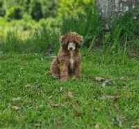 Lisa, a female Poodle - Miniature  for sale in Lucedale, MS – 2 of 2
