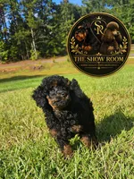 Jenny, a female Poodle - Toy  for sale in Lucedale, MS – 3 of 3