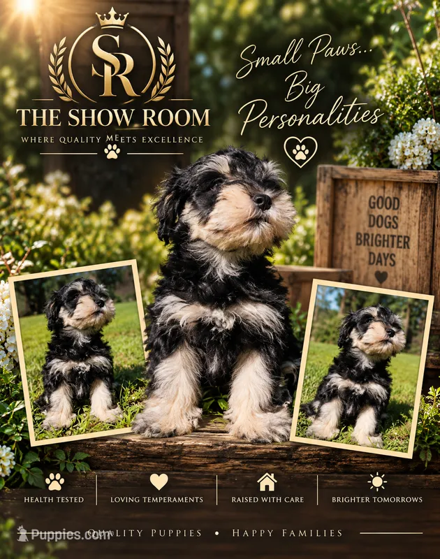 Bud – Miniature Schnauzer puppy for sale in Lucedale, MS