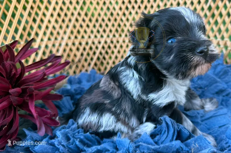 Cece – Miniature Schnauzer puppy for sale in Lucedale, MS