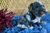 Cece, a male Miniature Schnauzer for sale in Lucedale, MS – 1 of 1