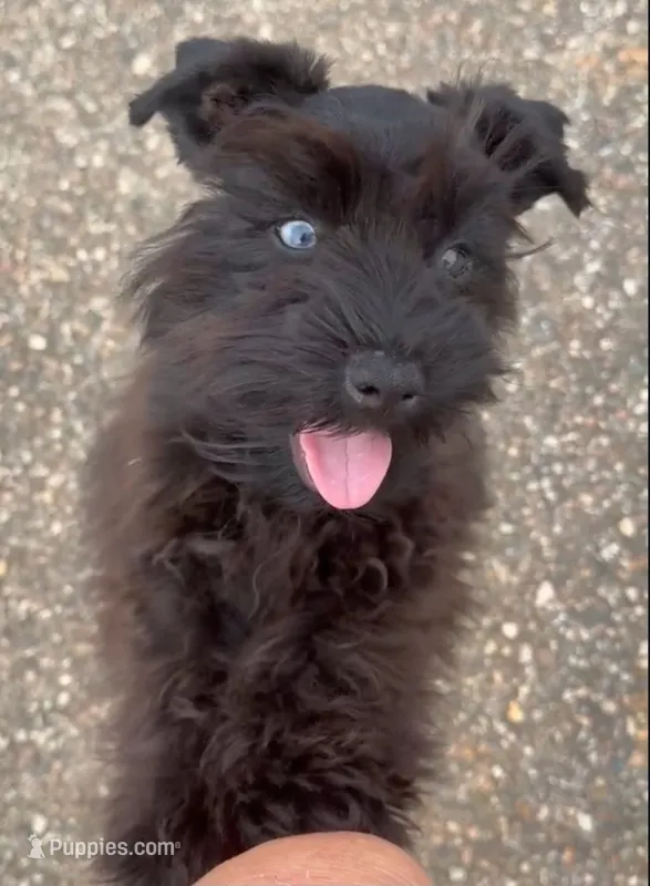 Billy – Miniature Schnauzer puppy for sale in Lucedale, MS
