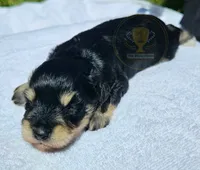 Bud, a male Miniature Schnauzer for sale in Lucedale, MS – 3 of 3