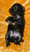 Tonya, a female Miniature Schnauzer for sale in Lucedale, MS – 3 of 4