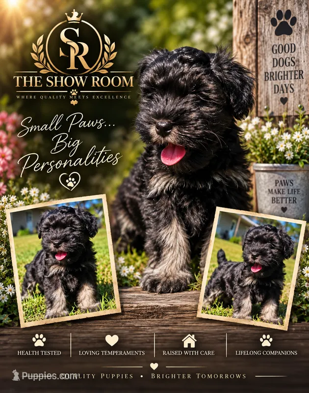 Tonya – Miniature Schnauzer puppy for sale in Lucedale, MS