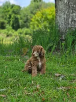 Lisa, a female Poodle - Miniature  for sale in Lucedale, MS – 1 of 2