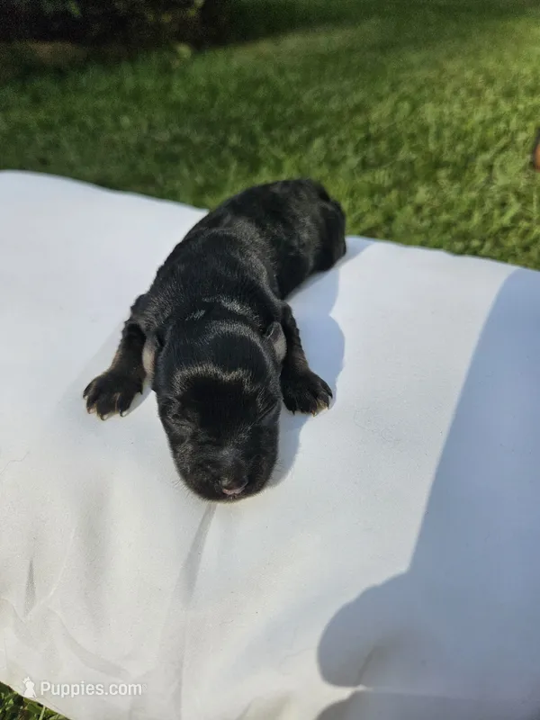 Tonya – Miniature Schnauzer puppy for sale in Lucedale, MS
