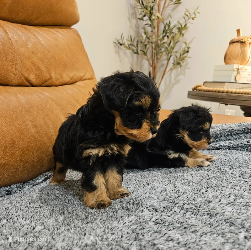 Lisa – Miniature Schnauzer puppy for sale in Lucedale, MS
