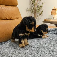 Lisa, a female Miniature Schnauzer for sale in Lucedale, MS – 1 of 1