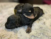 Bud, a male Miniature Schnauzer for sale in Lucedale, MS – 2 of 3