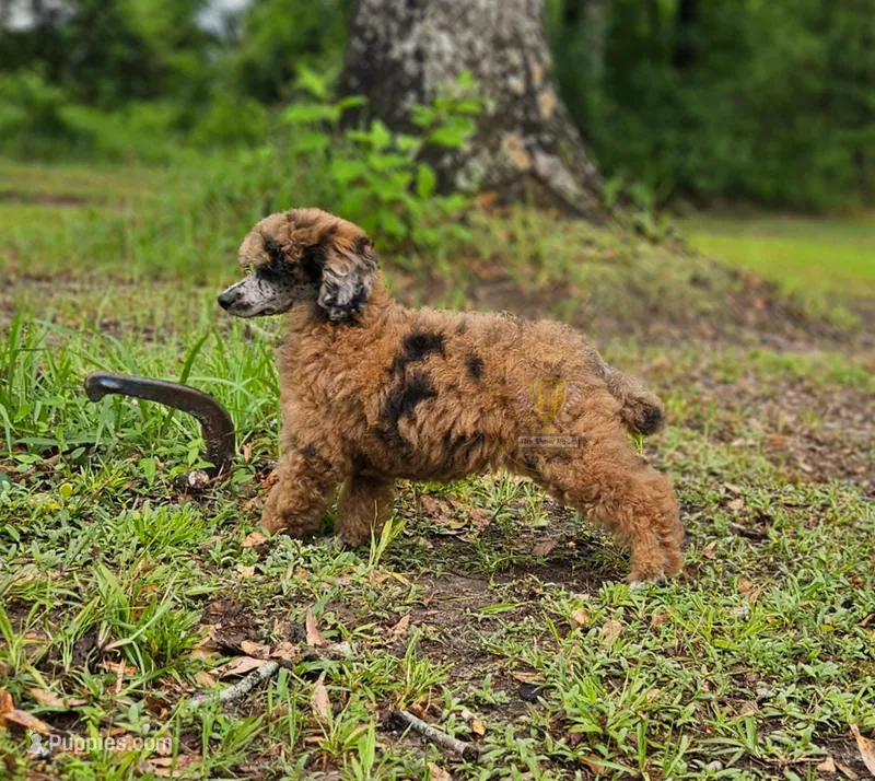 May – Poodle - Miniature  puppy for sale in Lucedale, MS