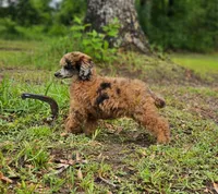 May, a female Poodle - Miniature  for sale in Lucedale, MS – 1 of 2