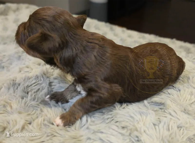 Billy – Miniature Schnauzer puppy for sale in Lucedale, MS